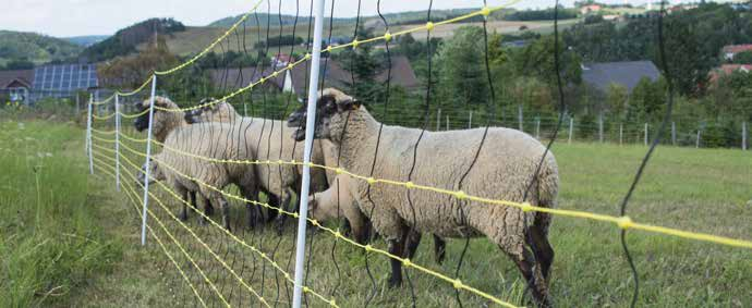 Najčešće greške prilikom kupovine i postavljanja električnih pastira (električnih čobanica)