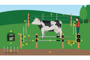 Električni pastiri - uputstvo za početnike