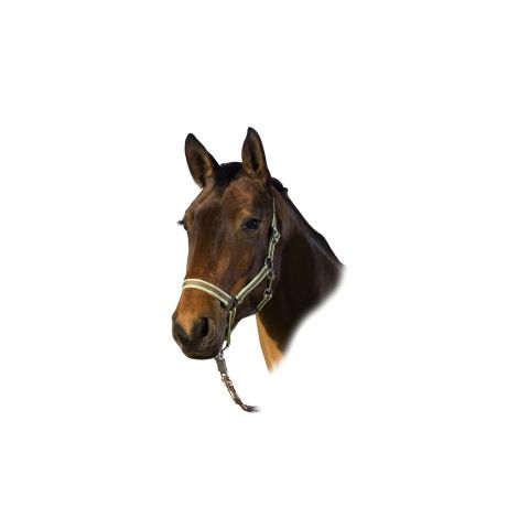 Ular za konje zeleni Pony 1