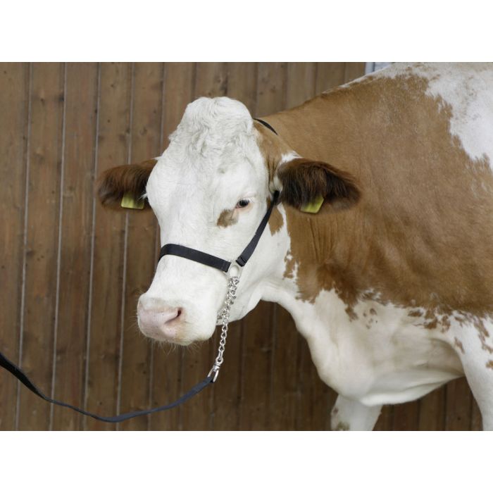 Crni ular Kerbl sa lancem i povodnikom, izložbeni