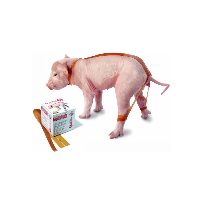 Traka protiv rasklizavanja nogu prasadi