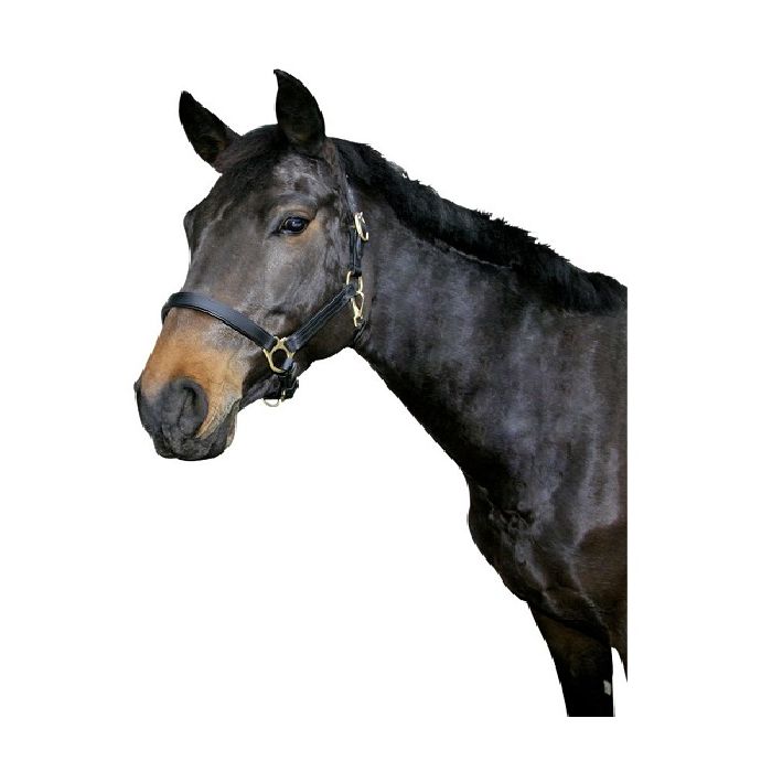 Ular za konje kožni crni ( 2 )