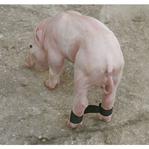 Kaiš protiv rasklizavanja noge