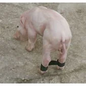 Kaiš protiv rasklizavanja noge